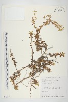 天蓬草舅藏品圖，第1張