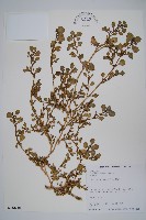 假海馬齒藏品圖，第1張