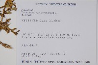 假海馬齒藏品圖，第2張