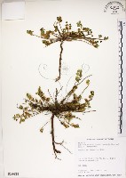 恆春金午時花藏品圖，第1張