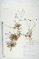 香茹藏品圖，第1張