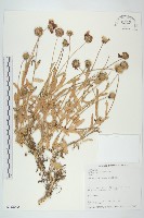 天人菊藏品圖，第1張