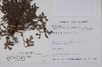 山豆根、台灣天芹菜藏品圖，第2張