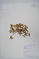 澎湖爵床藏品圖，第1張