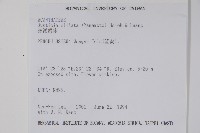 澎湖爵床藏品圖，第2張