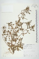 變葉立牽牛藏品圖，第1張