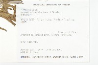 變葉立牽牛藏品圖，第2張