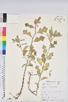 猩猩草藏品圖，第1張