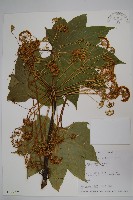 登錄號:S016657藏品圖，第1張