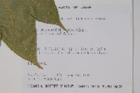 登錄號:S016657藏品圖，第2張