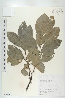 黃心柿藏品圖，第1張