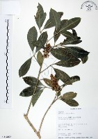 假三腳虌藏品圖，第1張