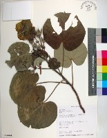 黃槿藏品圖，第1張