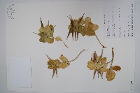 登錄號:S016667藏品圖，第1張