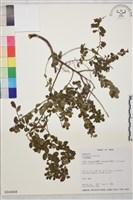 小葉黃鱔藤藏品圖，第2張