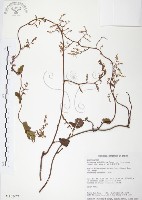 臺灣何首烏藏品圖，第1張