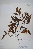 阿里山千金榆藏品圖，第1張