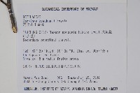 阿里山千金榆藏品圖，第2張