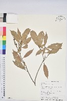 子彈石櫟、柯藏品圖，第1張