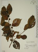 牛乳榕藏品圖，第1張