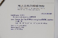 倒卵葉冬青、金平氏冬青藏品圖，第2張