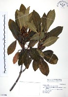 假三腳虌藏品圖，第1張