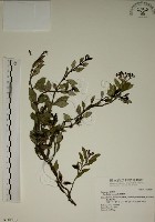 拎壁龍藏品圖，第1張