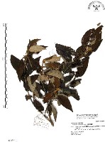 杜虹花，台灣紫珠藏品圖，第1張