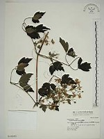 串鼻龍藏品圖，第1張