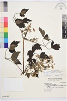 串鼻龍藏品圖，第2張
