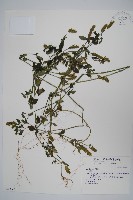 登錄號:S016703藏品圖，第1張