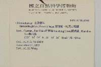 草珊瑚、紅果金粟蘭藏品圖，第2張