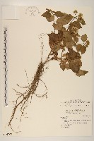 花蓮澤蘭藏品圖，第1張