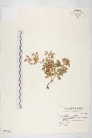 台灣佛甲草、石板菜藏品圖，第1張