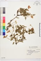 繡球藤藏品圖，第1張