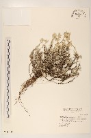 玉山薄雪草藏品圖，第1張