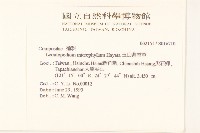 玉山薄雪草藏品圖，第2張