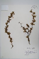 玉山小蘗藏品圖，第1張