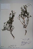 川上氏忍冬藏品圖，第1張