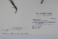 川上氏忍冬藏品圖，第2張