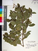 苦林盤藏品圖，第1張