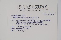 假千日紅藏品圖，第2張