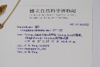 假千日紅藏品圖，第2張