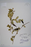 武靴藤藏品圖，第1張