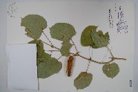 臺灣華他卡藤藏品圖，第1張