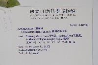 臺灣華他卡藤藏品圖，第2張