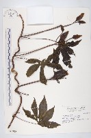 姬旋花、木玫瑰藏品圖，第1張