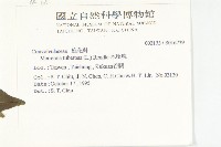 姬旋花、木玫瑰藏品圖，第2張