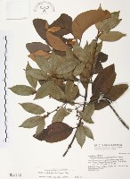 杜鵑桑寄生藏品圖，第1張