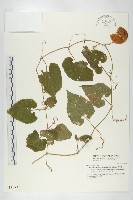 青牛膽藏品圖，第1張